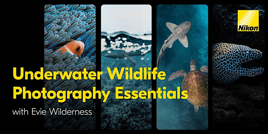 Underwater Wildlife Photography Essentials with Evie Wilderness | Online